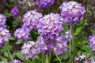 Purple Sensation in the field - close