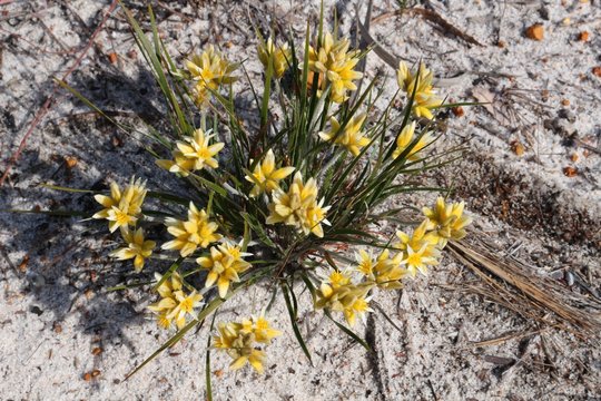 Yellow conostylis flowers (Conostylis aculeata) endemic to Western Australia growing on white sand