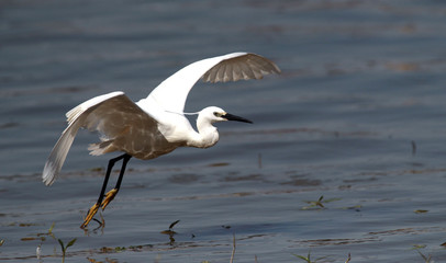 The little egret (Egretta garzetta) flying over the River Danube at Zemun in the Belgrade Serbia.