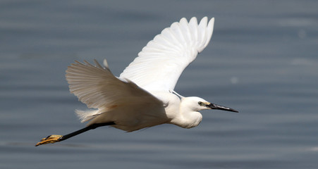 The little egret (Egretta garzetta) flying over the River Danube at Zemun in the Belgrade Serbia.