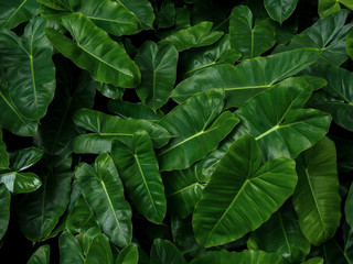 Tropical leaf pattern nature green background of heart shaped dark green leaves philodendron Burle...