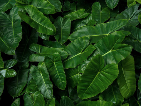 Fototapeta Tropical leaf pattern nature green background of heart shaped dark green leaves philodendron Burle Marx (Philodendron imbe), lush foliage plant on dark background.