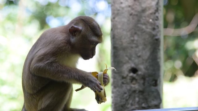 Monkey eating fruit. banana