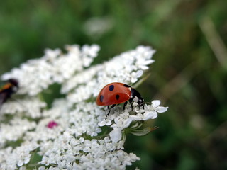 ladybug