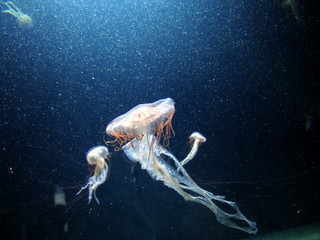 jellyfish