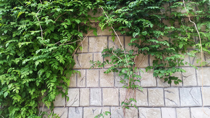Fototapeta na wymiar light wall with ornamental plants - green branches of liana