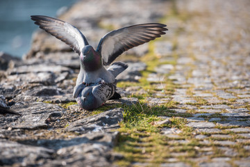 Pigeons on top of each other