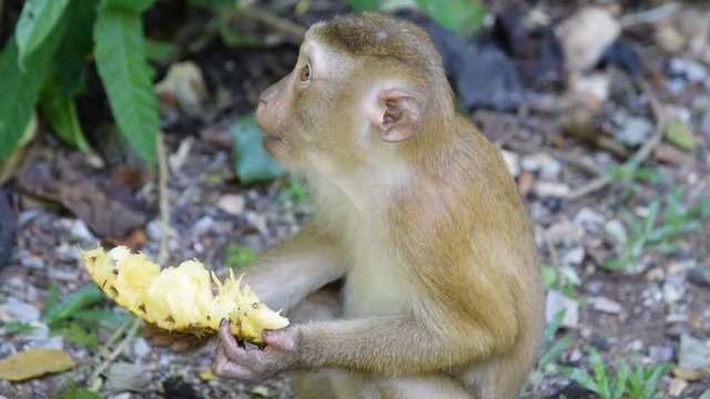 Monkey eating fruit. pineapple