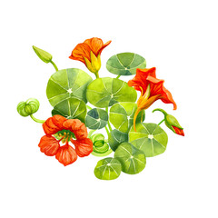 Red nasturtium flowers and leaves painted with watercolor - obrazy, fototapety, plakaty