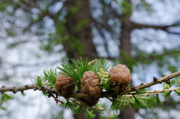 Cedar cone in the forest