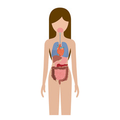 colorful silhouette female person with internal organs system of human body vector illustration