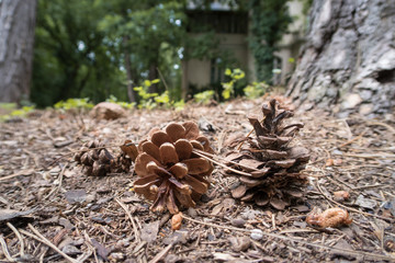 Tannenzapfen am Waldboden