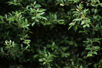 close up leaf of green tree at public gardent in morning time. image for tree,nature and plant concept