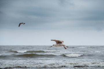 Flying seagull on the beach