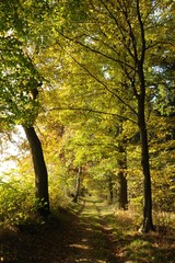 Fototapeta premium Herbstallee