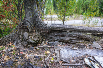 Naklejka na ściany i meble Tree in abandoned Pripyat city in Chernobyl Exclusion Zone, Ukraine