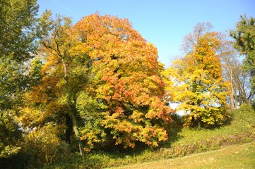 Fototapeta premium Feldsaum mit Bäumen