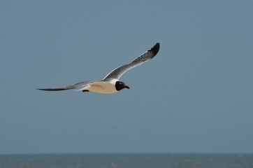 Fototapeta na wymiar Gliding Seagull