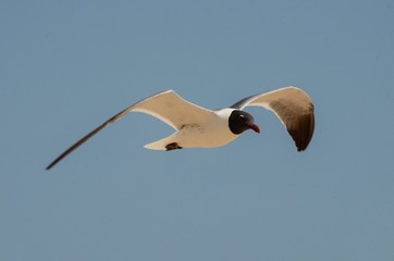 Mid Flap Seagull