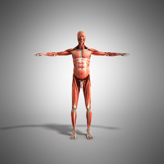 Human Muscle Anatomy 3d render on grey front