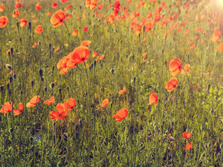 Obraz premium Field of poppies
