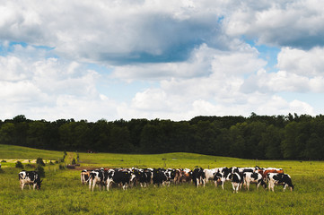 Cows grazing in field
