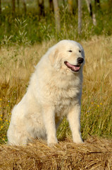 Portrait of Maremma Sheepdog