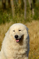 Portrait of Maremma Sheepdog