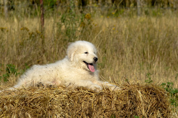 Naklejka premium Portrait of Maremma Sheepdog