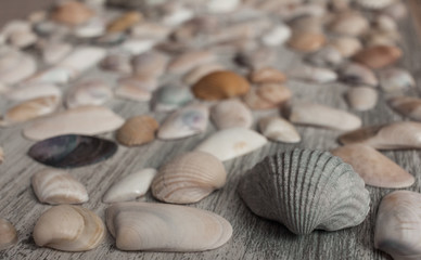 Sea shells