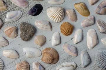 Sea shells, heart stone and a mussel