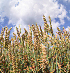 Obraz premium corn and blue sky