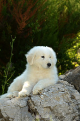 Portrait of Maremma Sheepdog