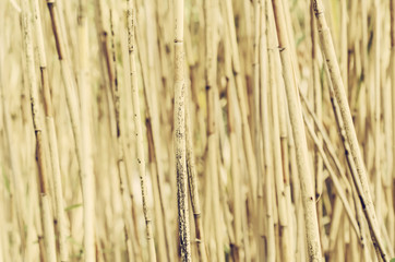 Abstract background from dry brown reed plants, organic natural texture