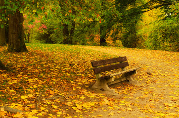 Autumn park with orange trees, dry leaves and single bench, natural seasonal background