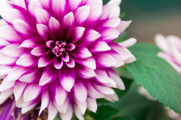 Fototapeta premium Dahlia Deep Pink