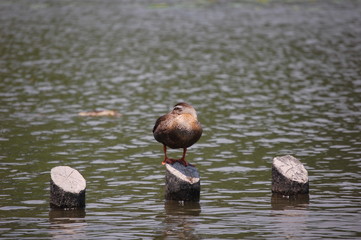 寝ているカルガモ