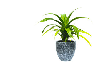 Fototapeta na wymiar green potted plant, trees in the pot isolated on white background.
