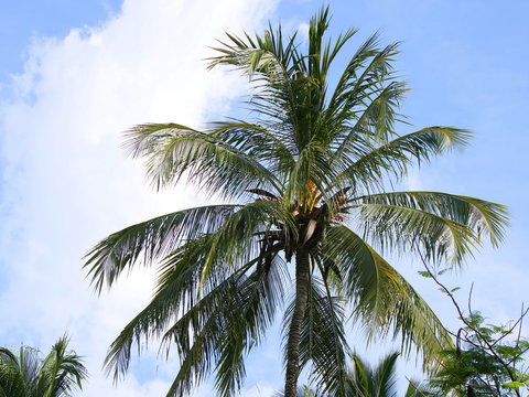 View of a palm tree over a blue sky and some copy space on the left
