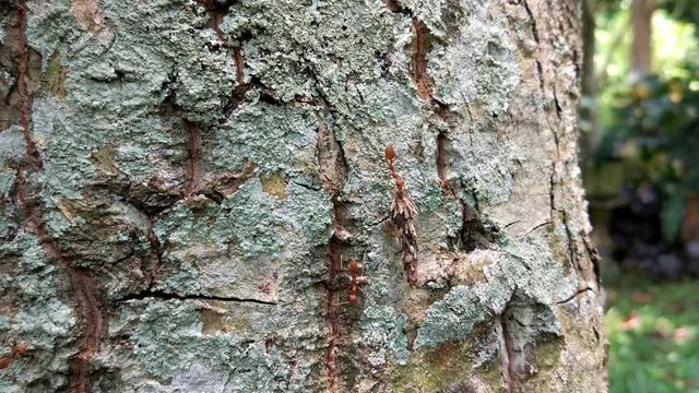 An ant carrying a piece while climbing a tree
