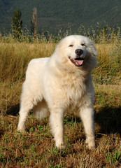 Portrait of Maremma Sheepdog