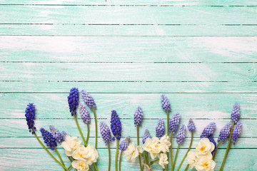 Blue muscaries and daffodils  flowers on turquoise wooden background. © daffodilred