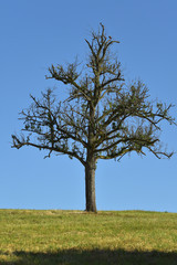 Toter Baum