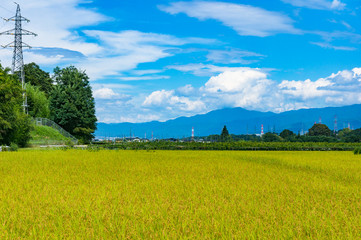 Rice field agriculture background. Ripe Rice harvest countryside landscape