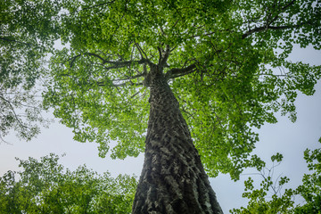 Skyward view of a beautiful leafy canopy. - Powered by Adobe