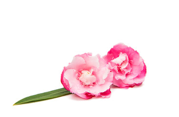 Pink oleander flower isolated