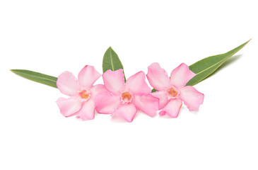 Pink oleander flower isolated