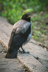 Ворона молодая сидит на дороге