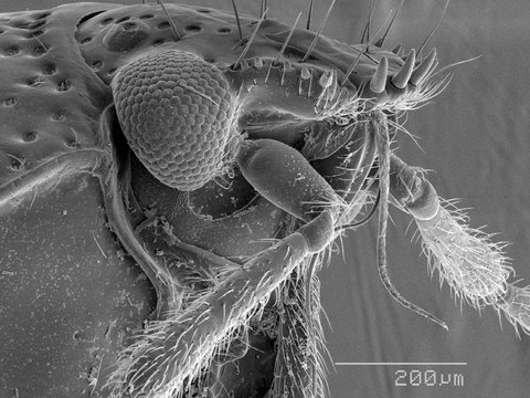 Magnified view of bug head