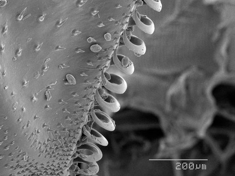 Magnified view of bumblebee wing